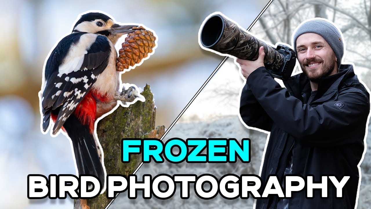 Зимняя сказка: дятлы и клесты - Nikon Z8