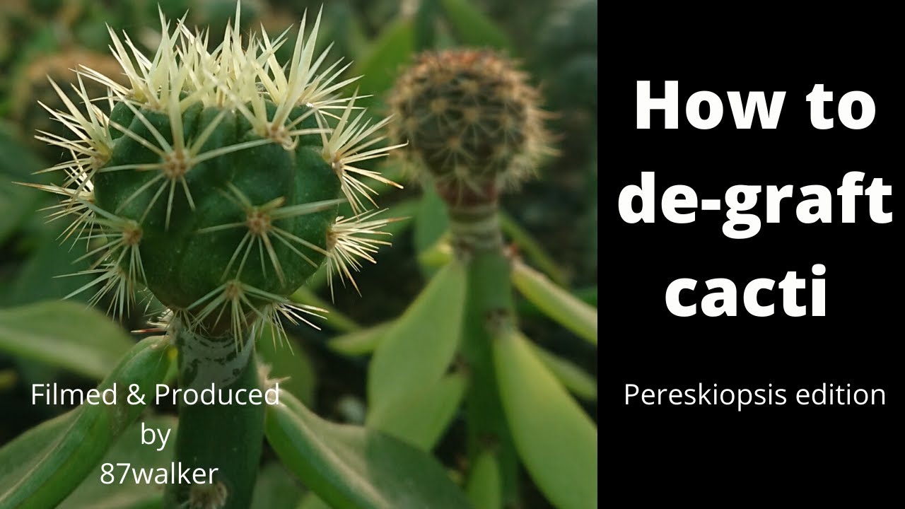 Как отщипнуть кактусы – Pereskiopsis Edition – Практические демонстрации