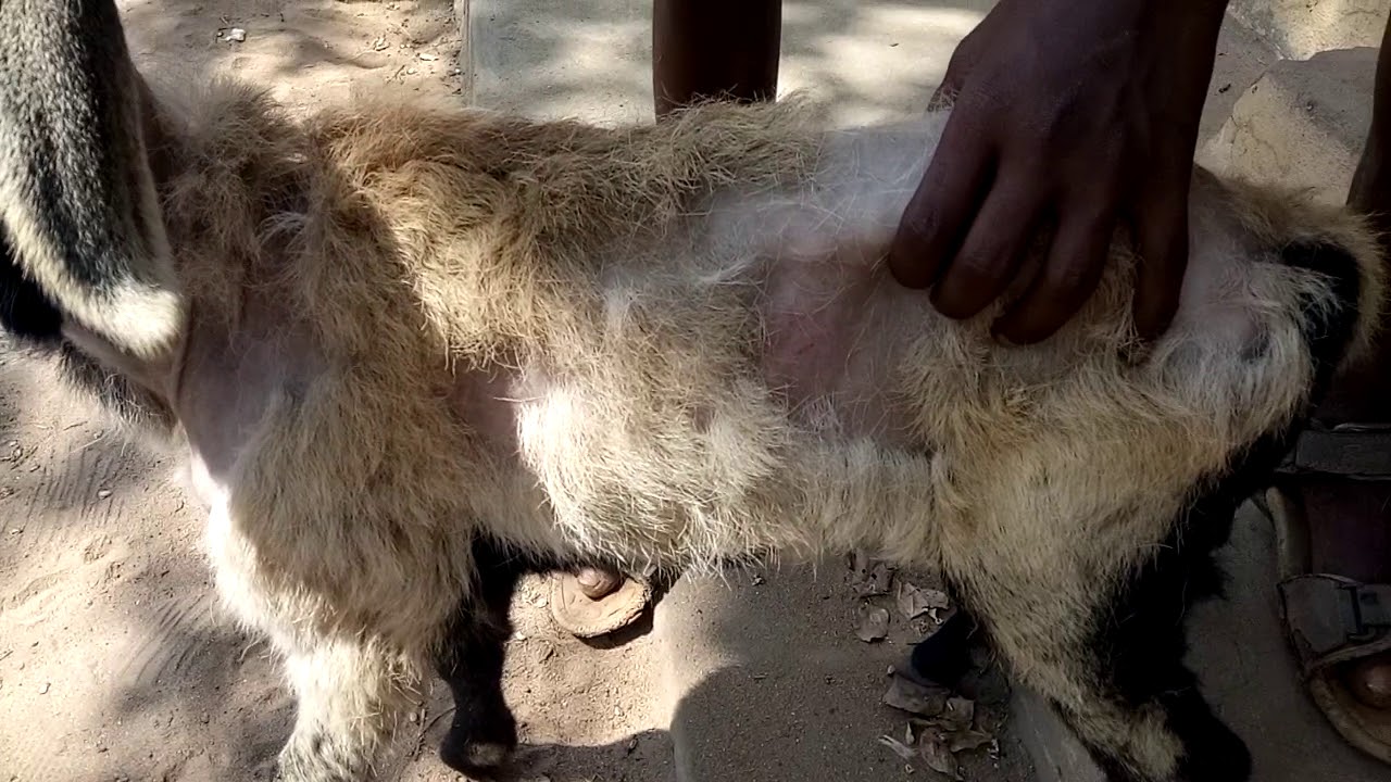 Alopecia /Hair  loss in lamb