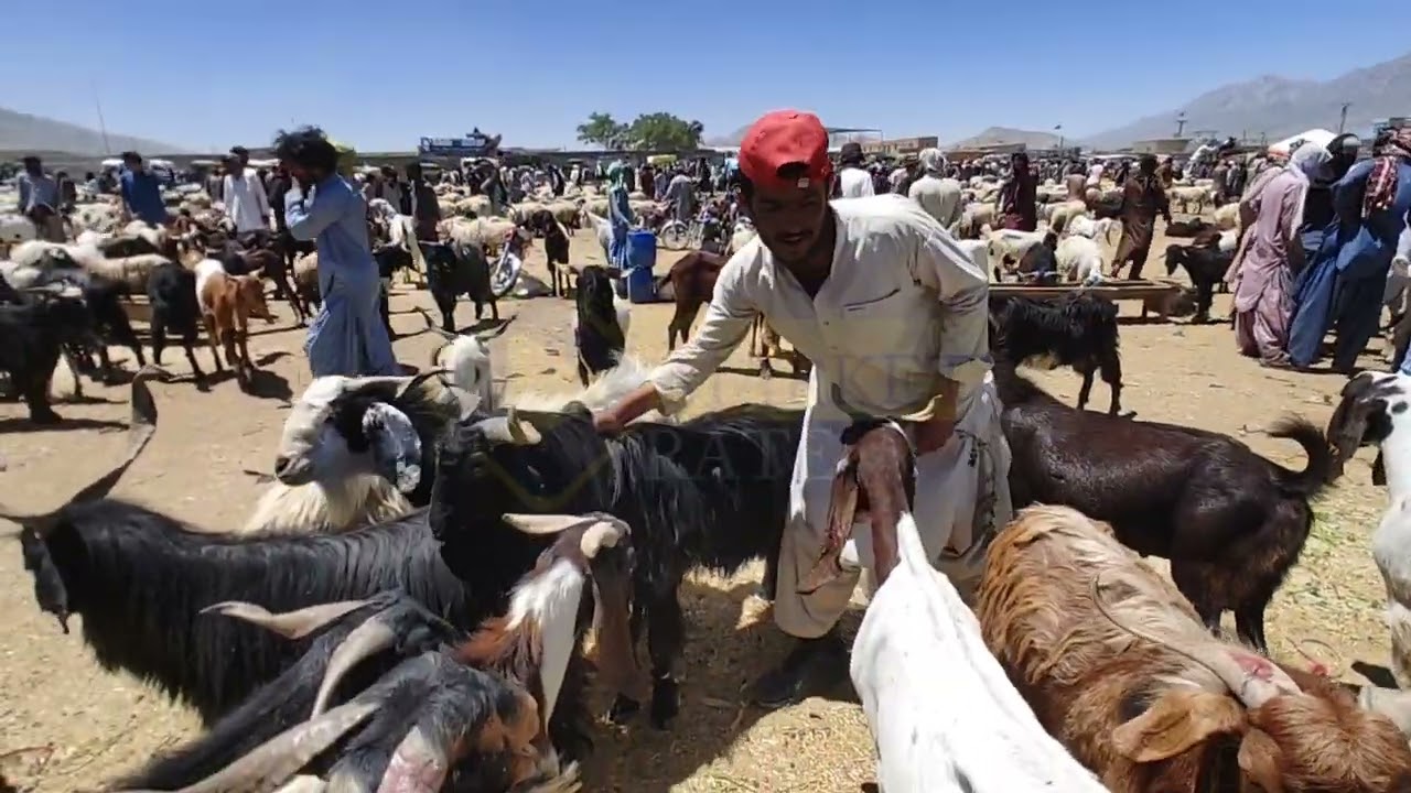 pahari Bakry Qurbani 2024 k janwer