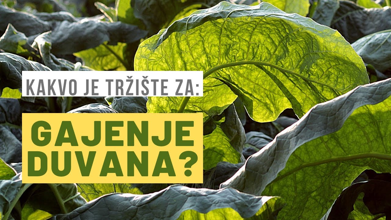 PROIZVODNJA DUVANA: Nije Jednostavna, ali Može Da se ISPLATI