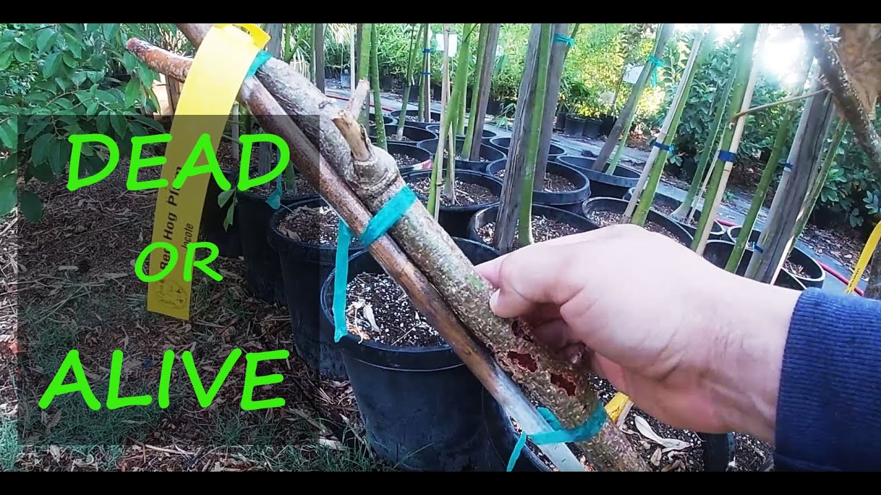 How To Check If Your Tree Is Dead or Alive