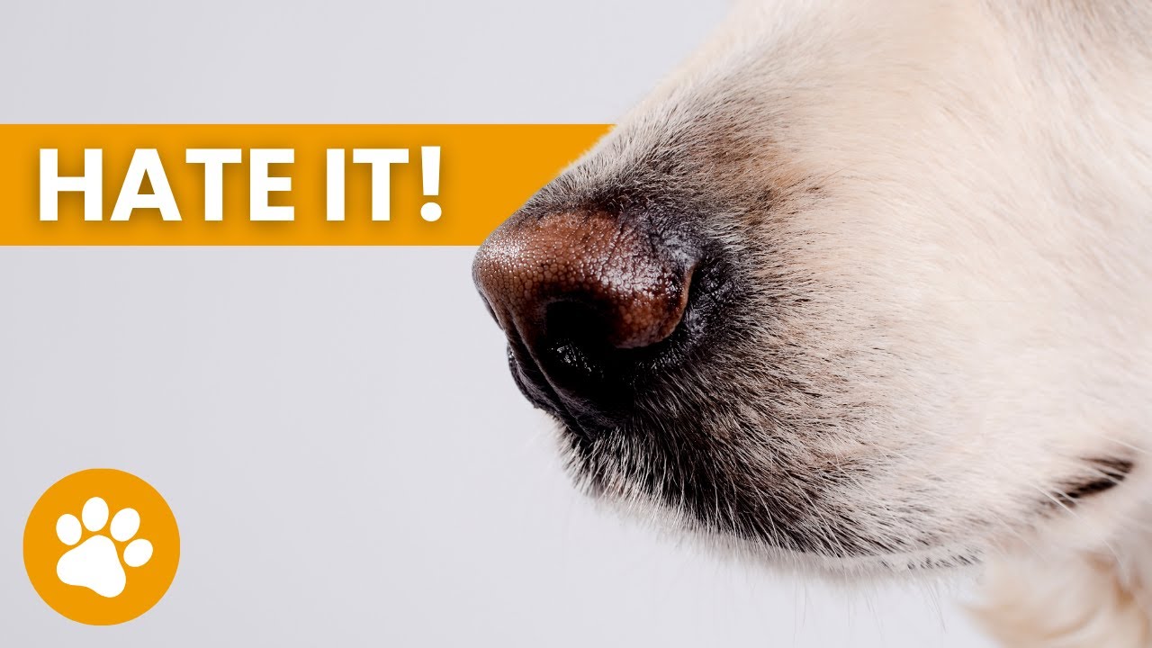 21 Smells Dogs Hate The Most (SOME ARE TOXIC)