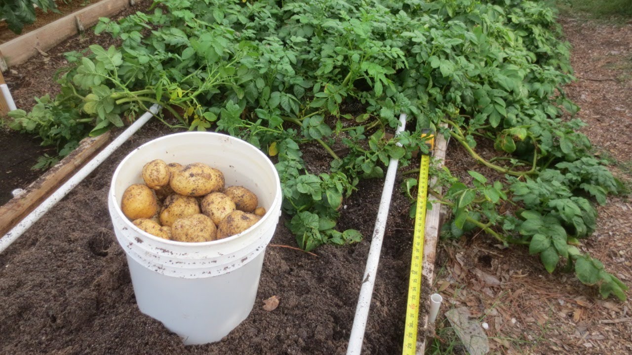 Yukon Gold & Red Potato Harvest: The Harvest That Never Ends