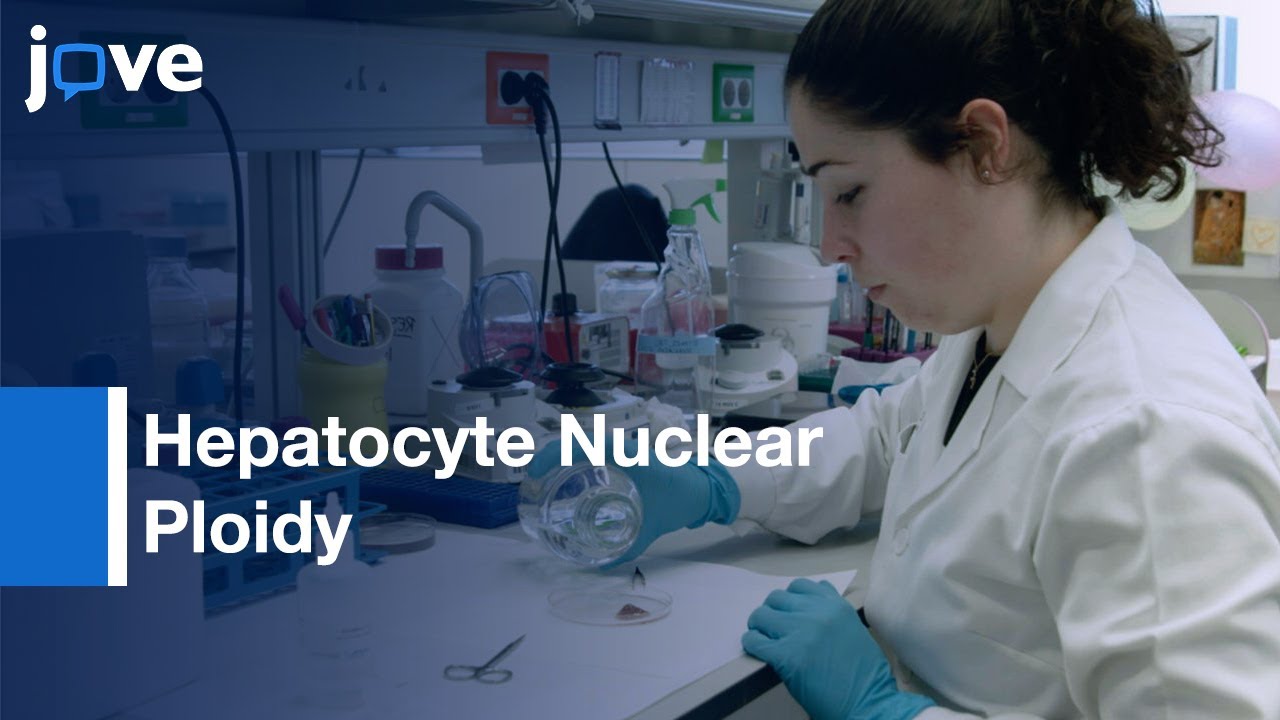 Hepatocyte Nuclear Ploidy Estimation by HT Method | Protocol Preview