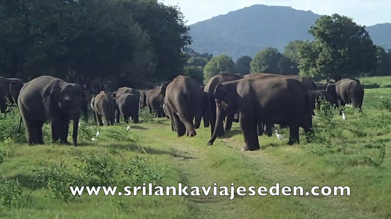 Minneria Parque Nacional  www.srilankaviajeseden.com