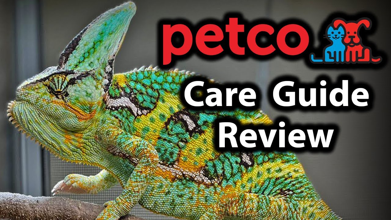 Reviewing Petco's veiled chameleon care guide