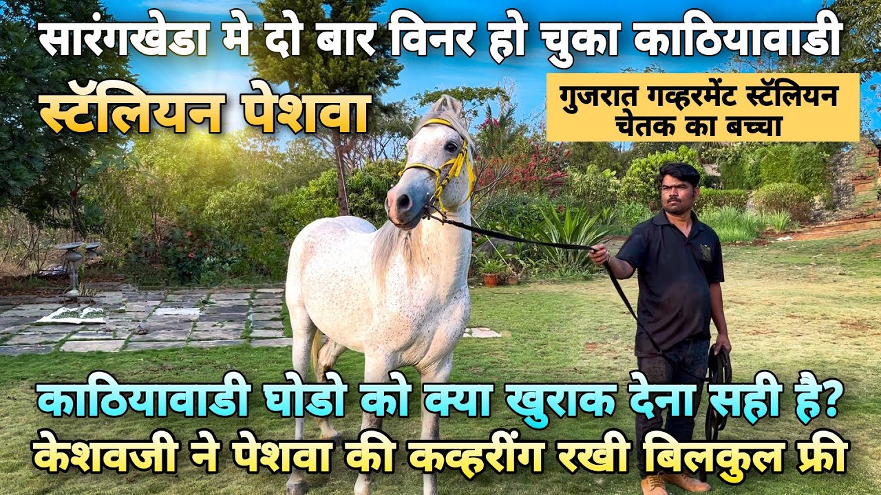 काठियावाडी गव्हरमेंट स्टॅलियन चेतक का बच्चा पेशवा।। Renegade Horse's 412115 Pune | Kathiyawadi horse