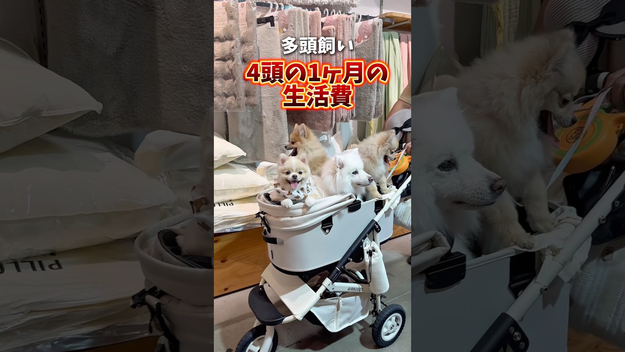 【多頭飼いのリアルな毎月の支出公開💰🐶】#ポメラニアン #dog #犬のいる暮らし #家計簿