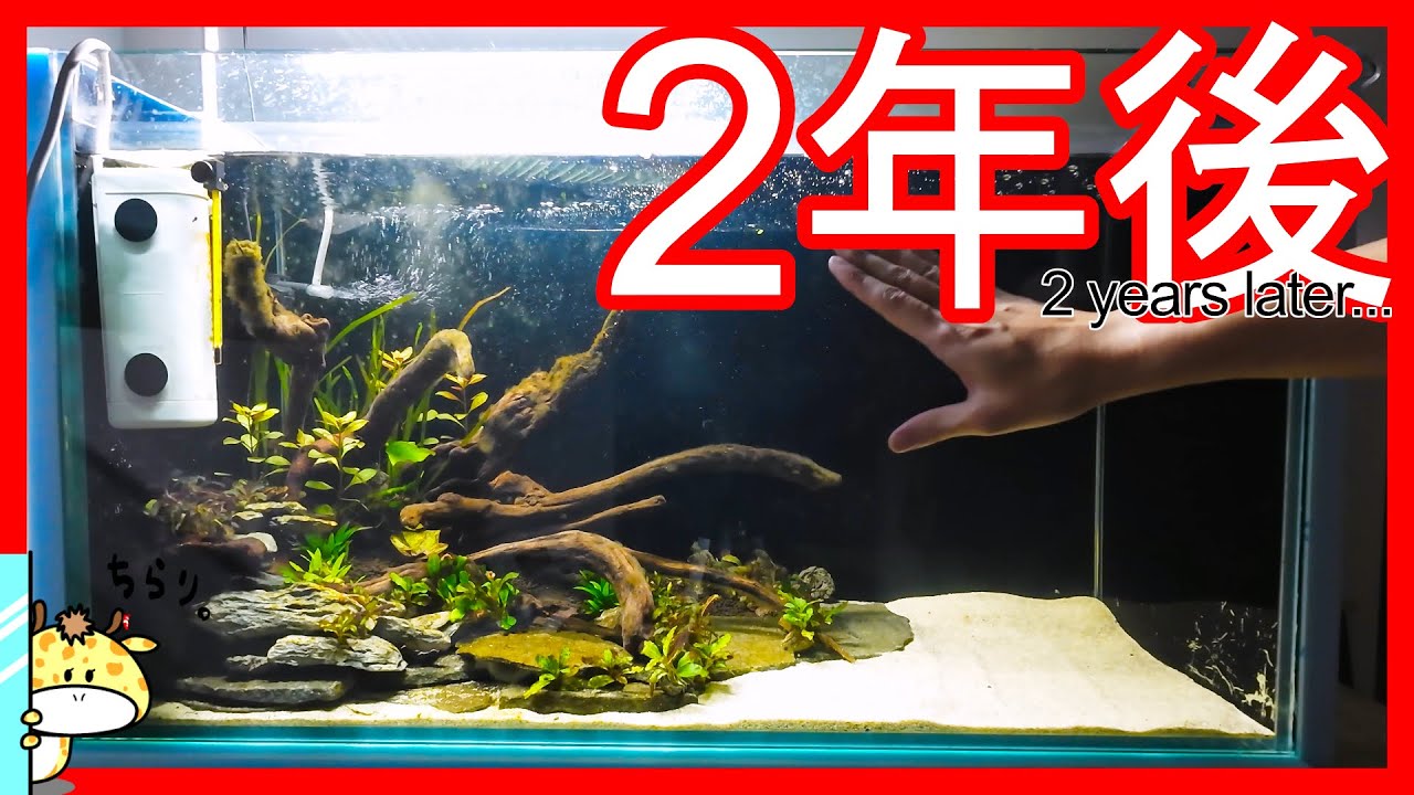 魚がリラックスできる水槽へ！ブセファランドラ50株を育成しならが楽しむアクアリウムライフ