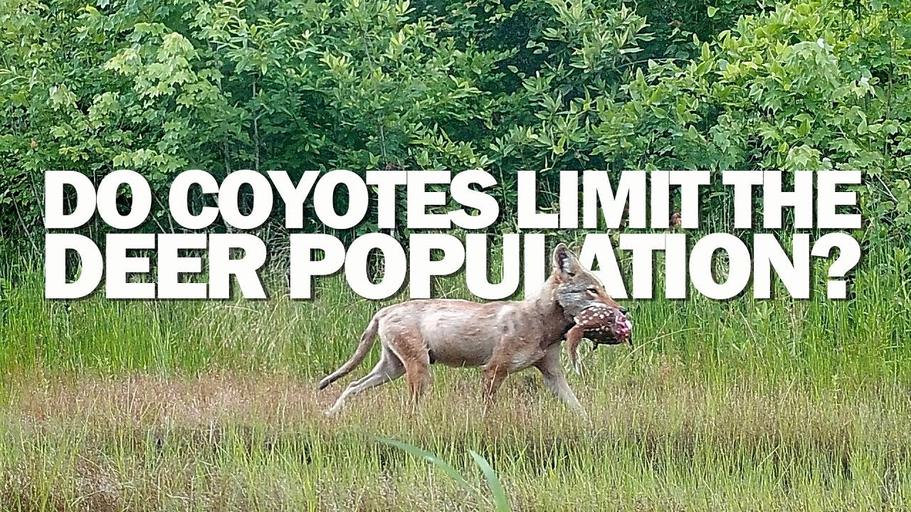 Do Coyotes Limit the Deer Population?