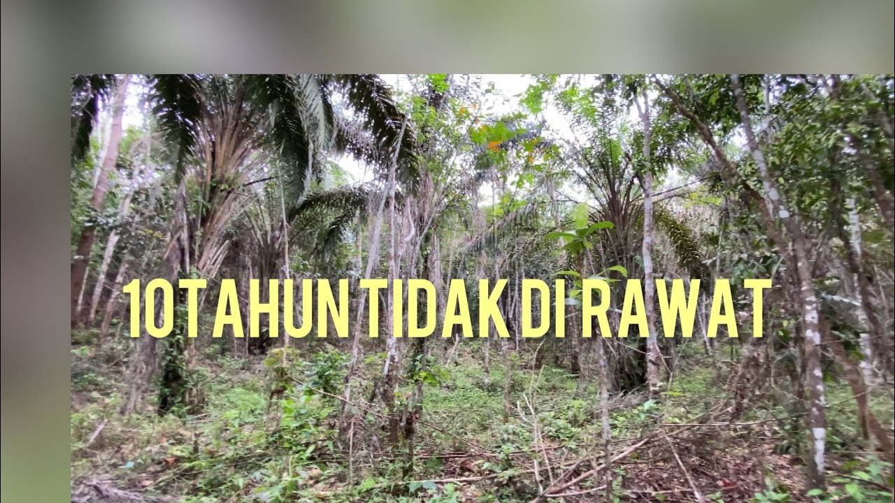 Sawit umur 10tahun tidak di rawat apalah bisa berbuah normal ?proses bermula part 1