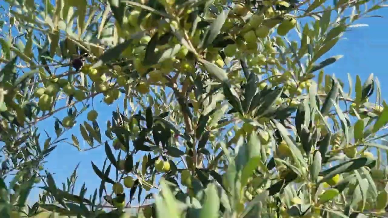 Altı Yaş Arbequina Meyve Tutumu