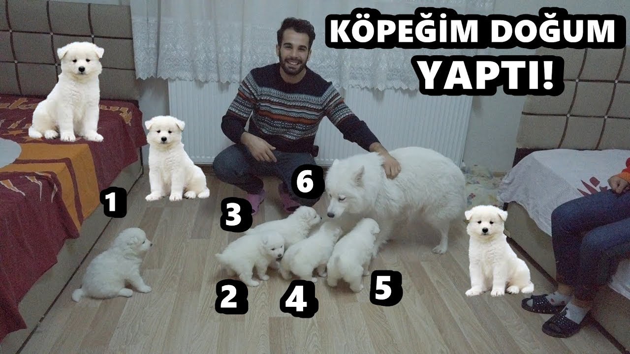 KÖPEĞİM DOĞUM YAPTI ! YAVRU SAMOYED KURT KÖPEKLERİM