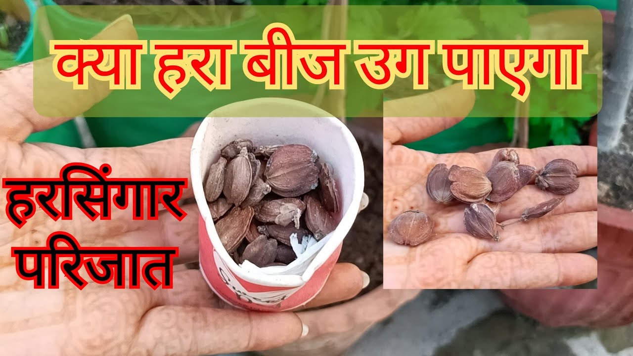 1853:- Harsingar Green Seeds Result / Kya Parijat Ke Hare Beej Grow Ho Payenge