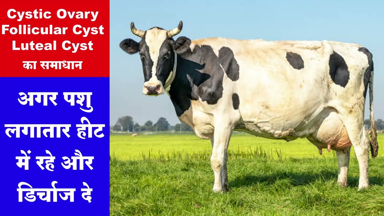 Cystic ovary/follicular cyst/luteal cyst का समाधान अगर पशु हीट में लगातार रहे/डिस्चार्ज दे 