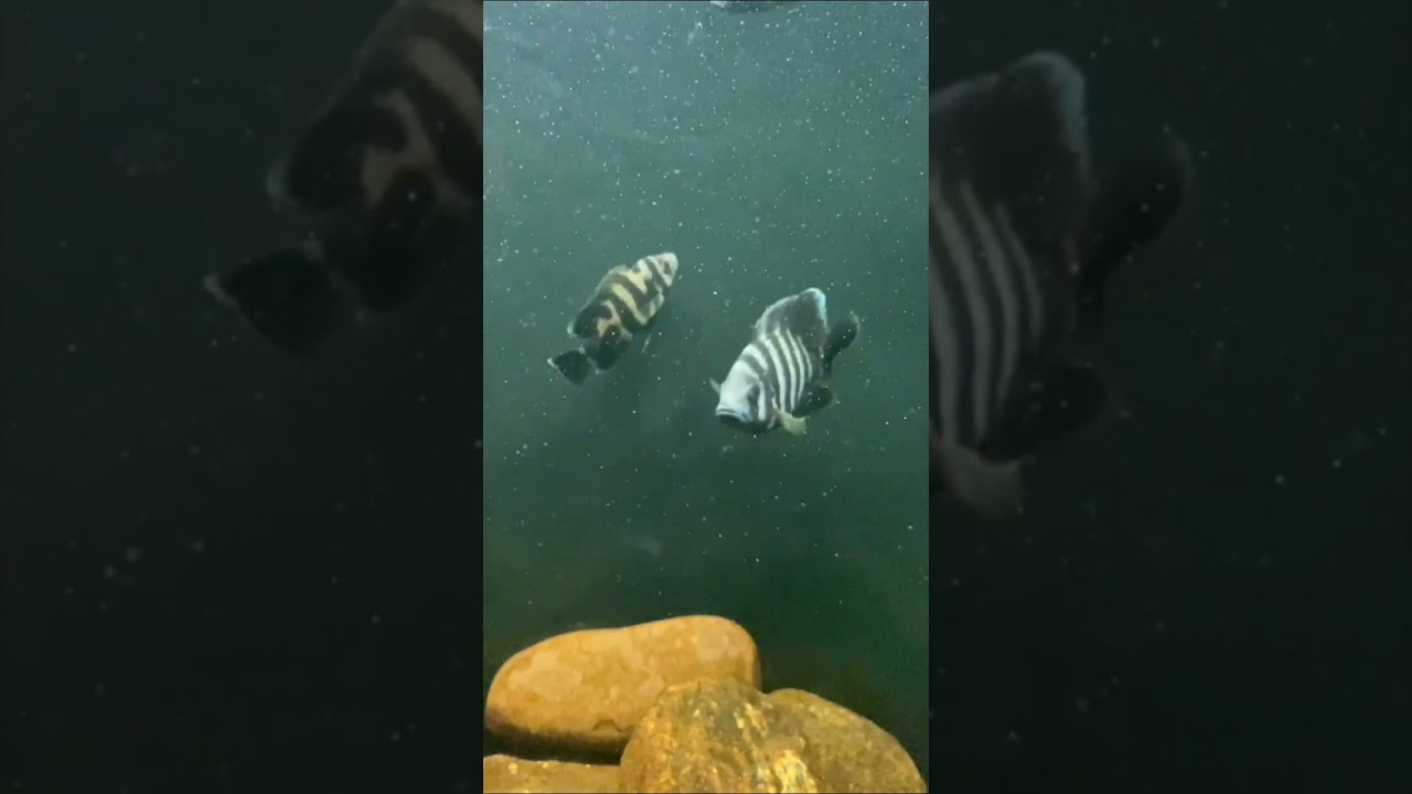 Zebra tilapia cichlid 🦓 