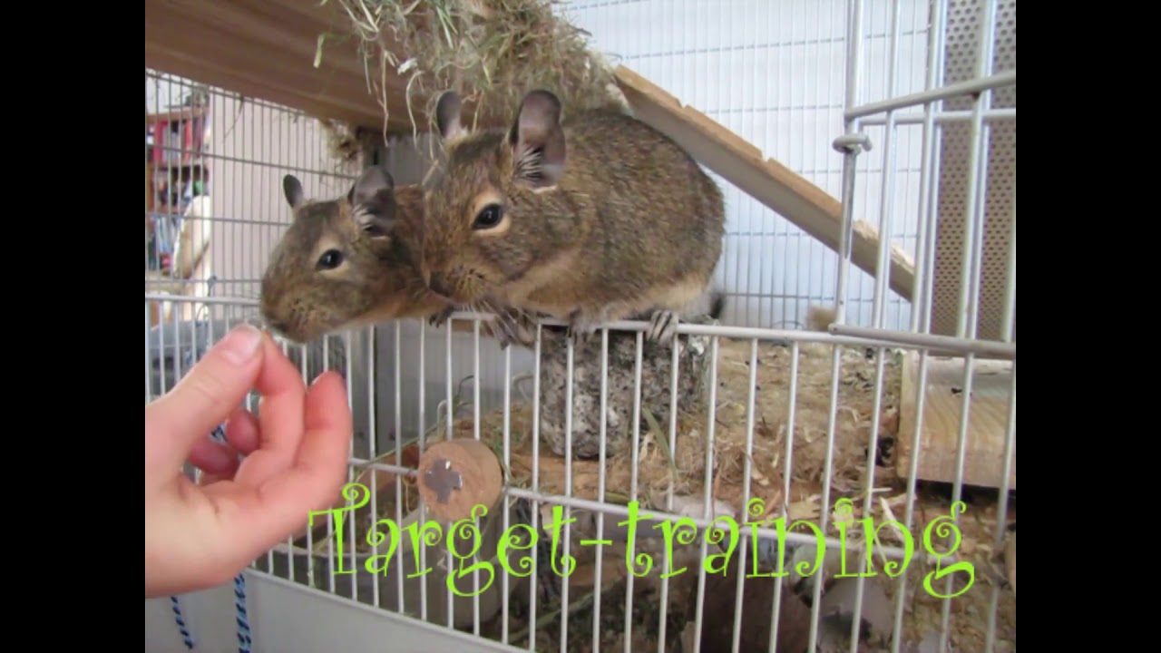 Basic Degu Traning