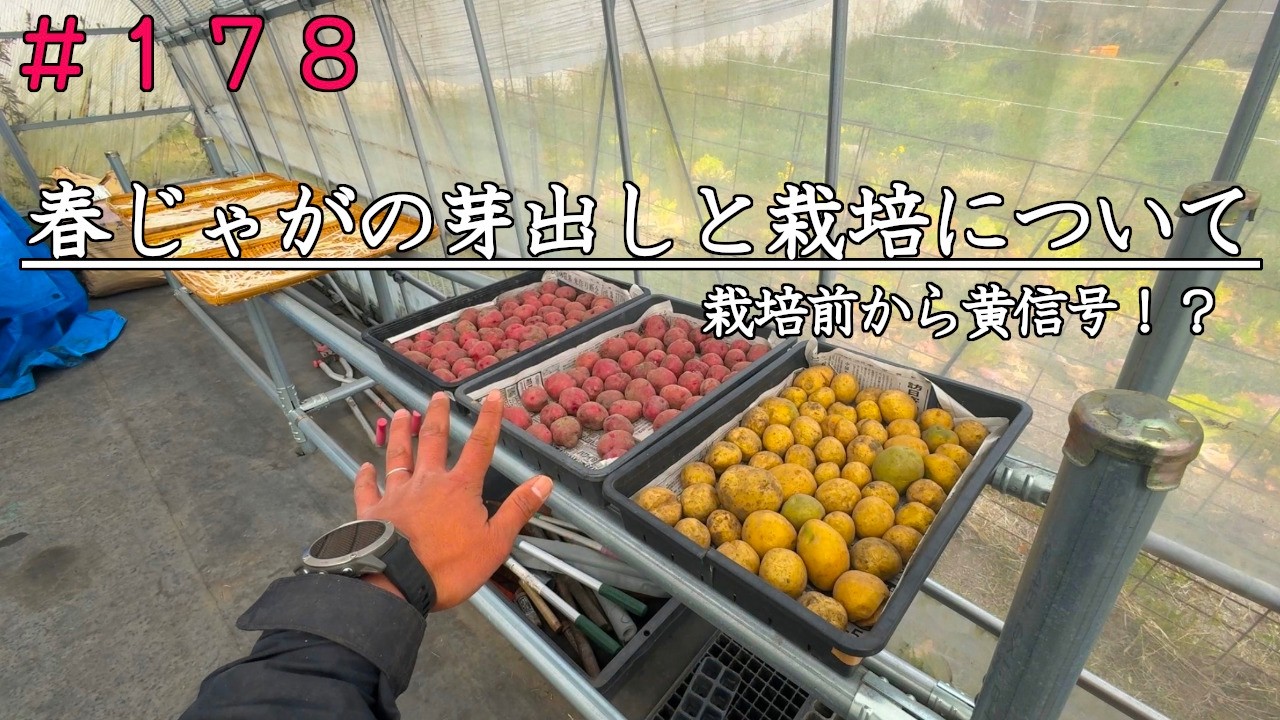 【自然農】春じゃがの芽出しと栽培について