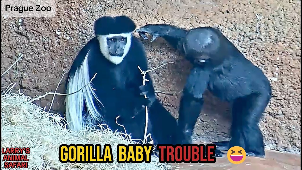 Малыш гориллы Моби дразнит колобуса! 🐒🦍 Пражский зоопарк