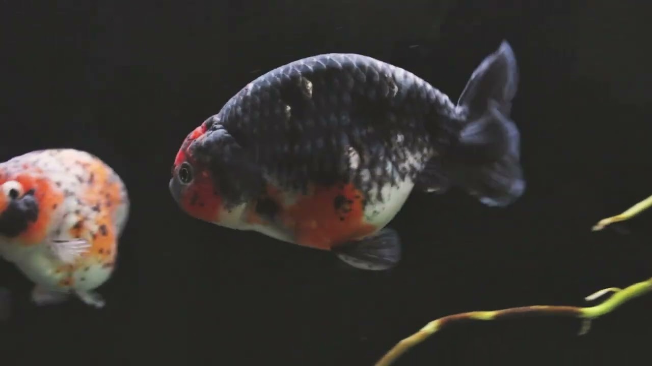 Calico & Kirin Ranchu At Ping Pong Pearlscales