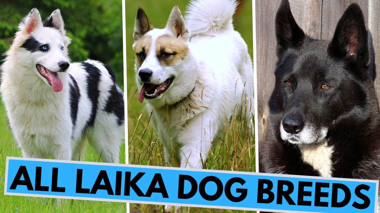 All Laika Dog Breeds