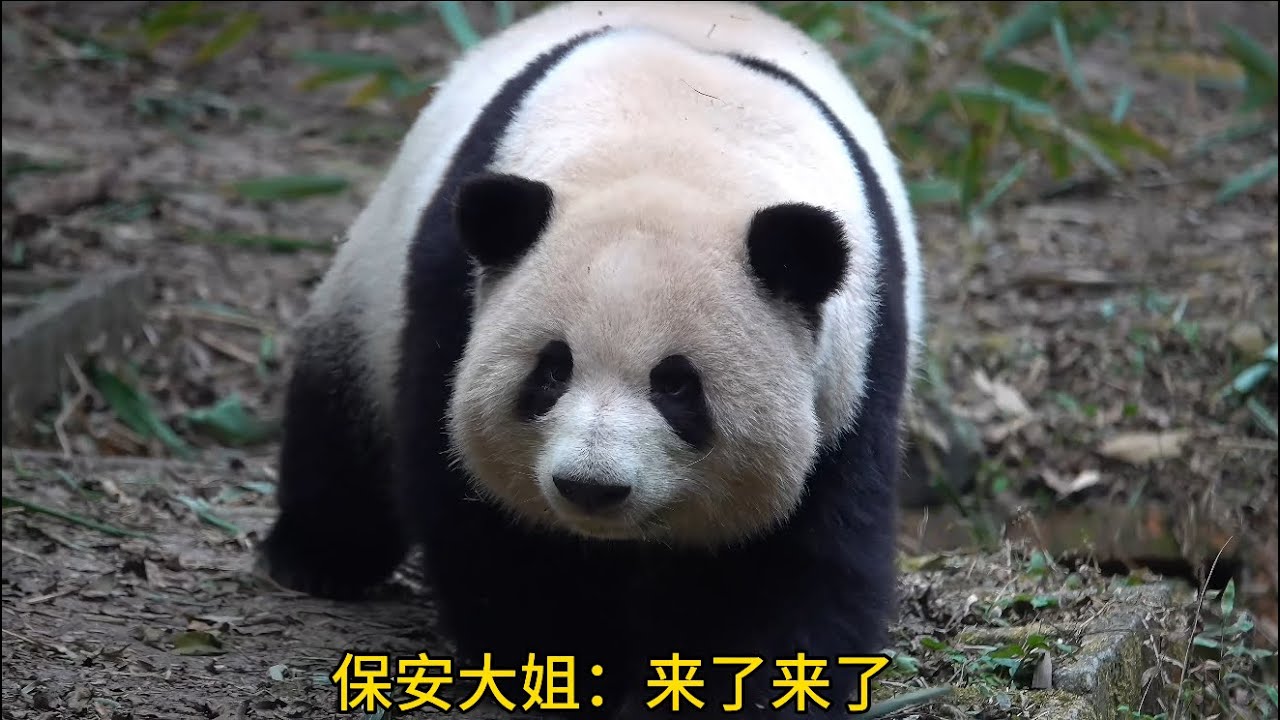 哈哈哈！小叶子亲亲花花！俩孩子好有爱啊😂😂
