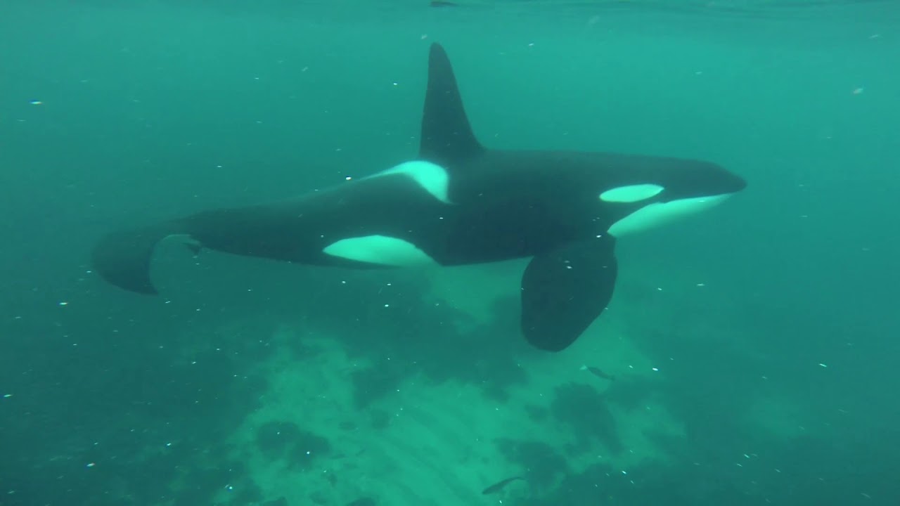 Diving with orca in Norway