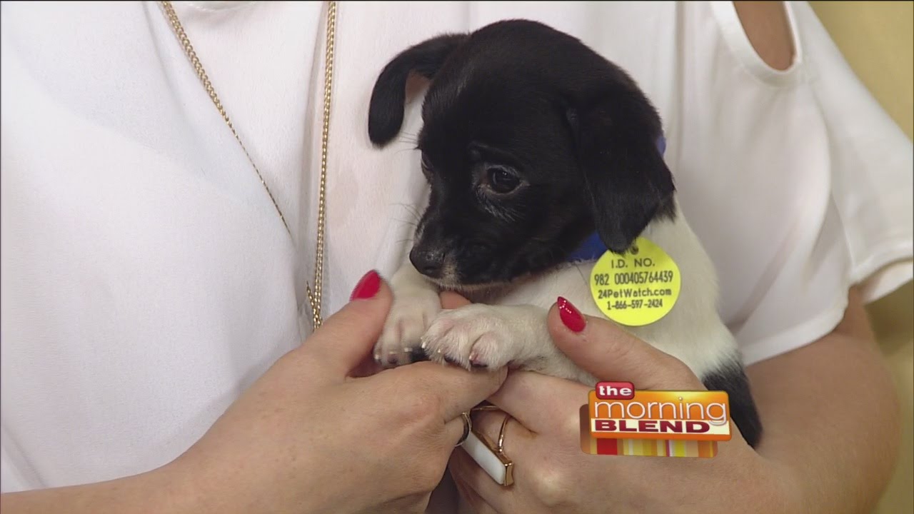 How You Can Raise Money for Animals in Need