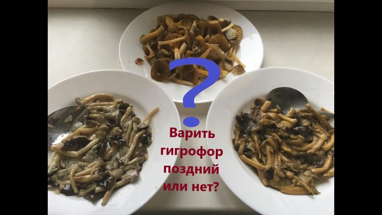 Варить или нет гигрофор поздний? Вкус жареного гигрофора позднего после отваривания и без