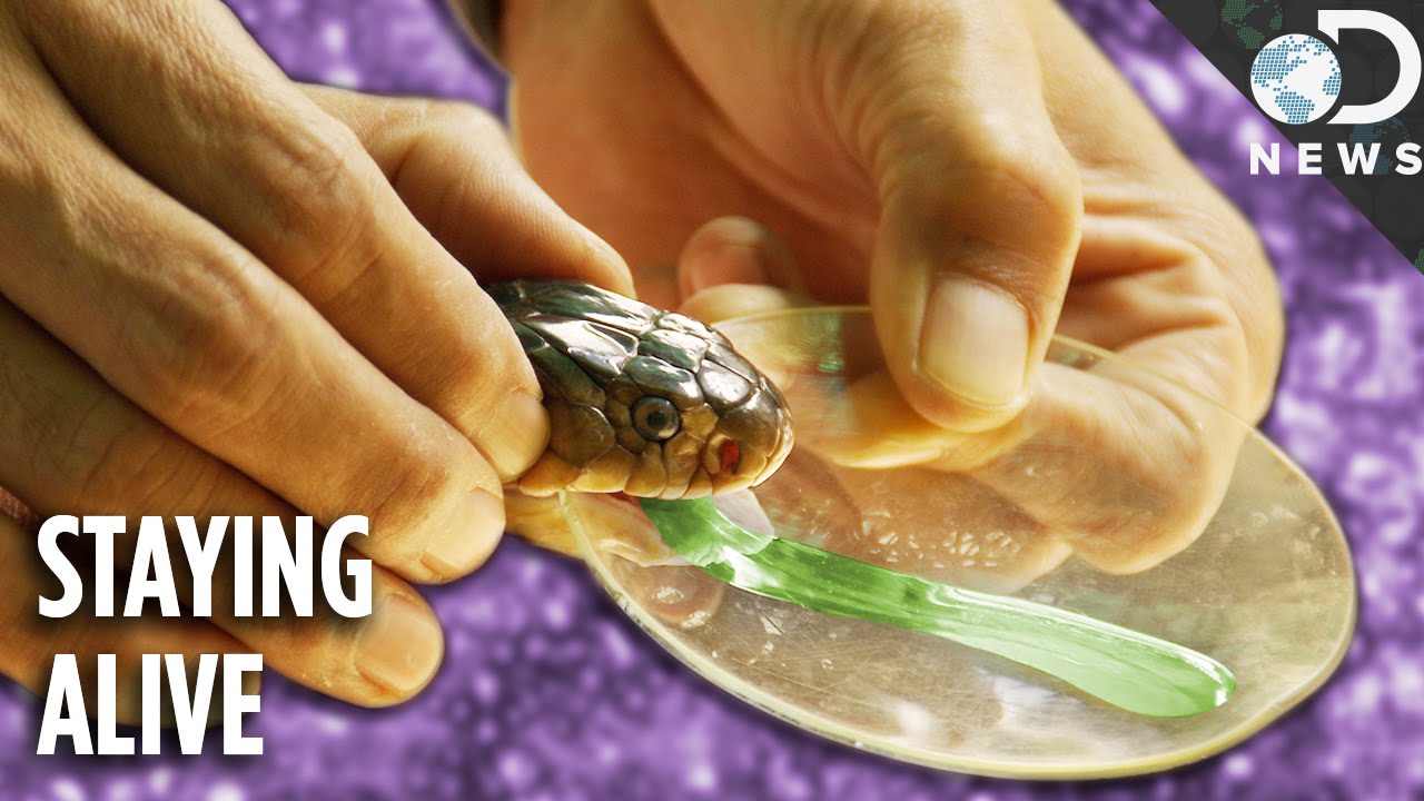 How Antivenom Stops Venom From Killing You