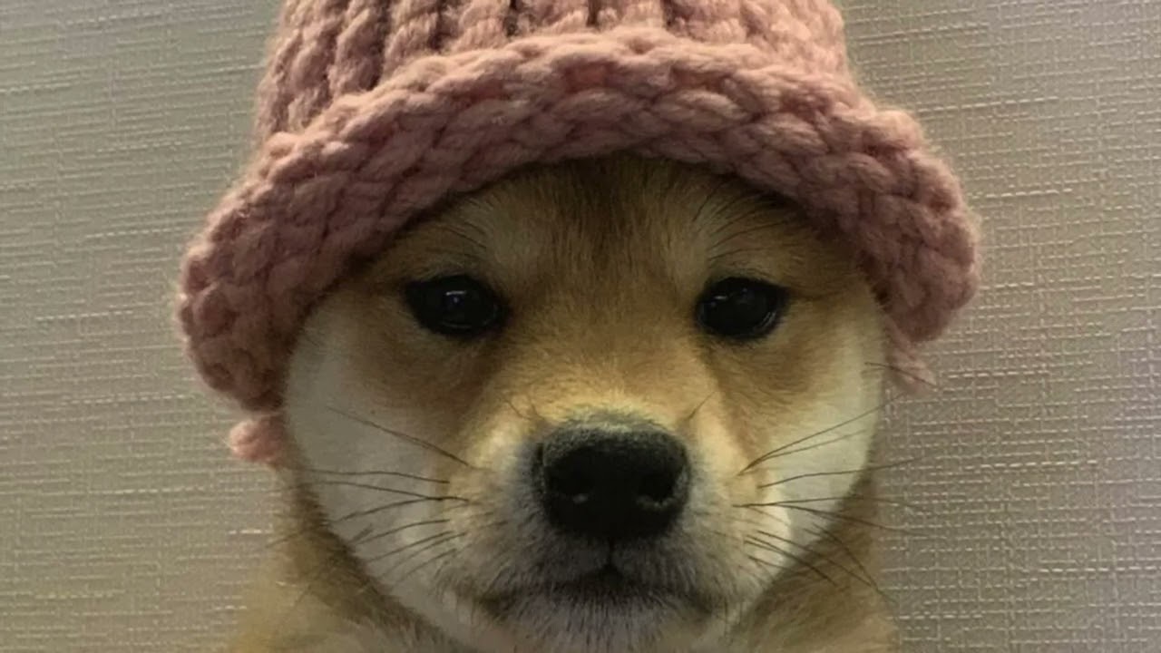 Dogwifhat Down Double Digits as Meme Coins Retrace Last Week's Gains