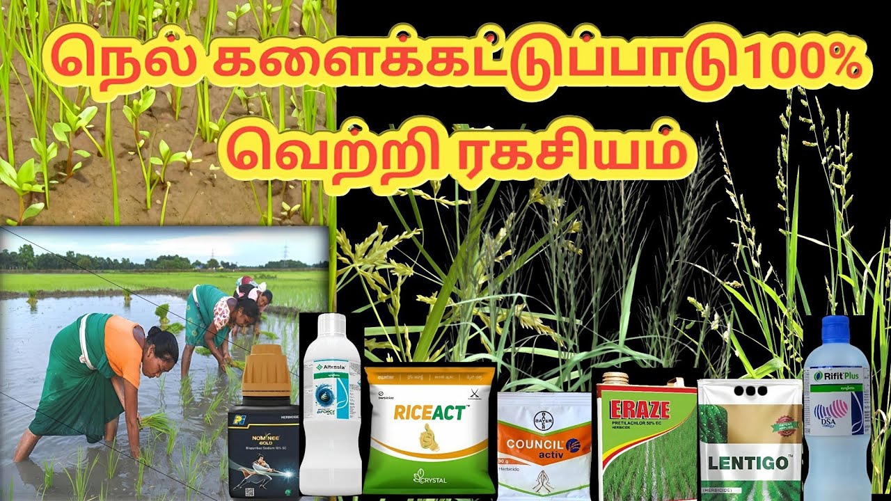 Paddy weed control tamil