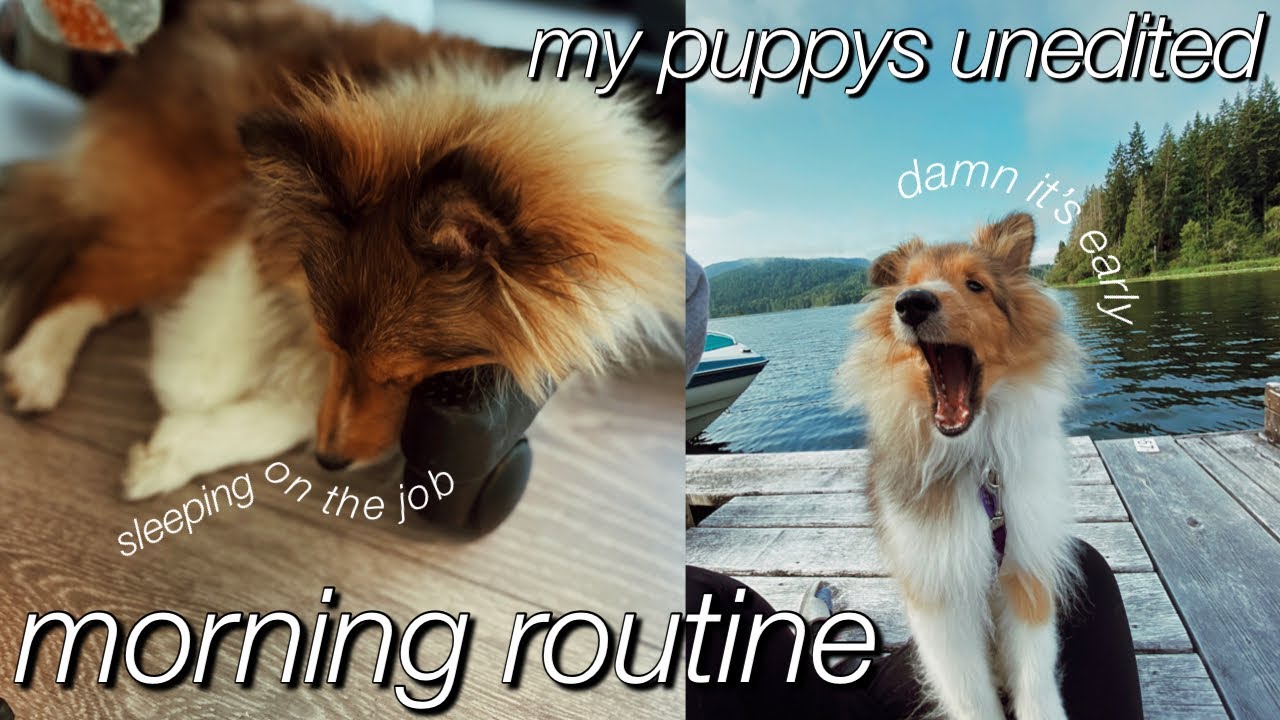my 7 month old puppy's morning routine (unedited) | sheltie puppy's morning routine