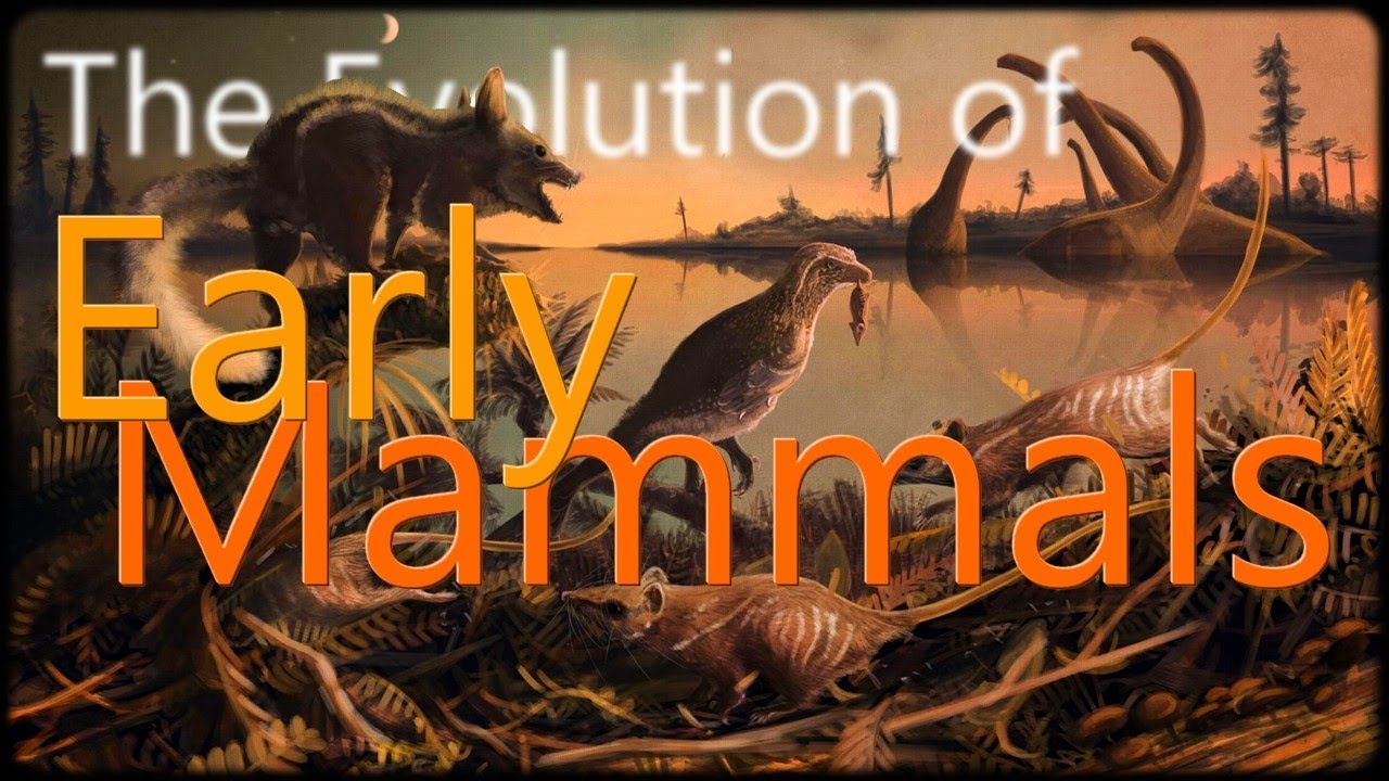 The Evolution of Early Mammals