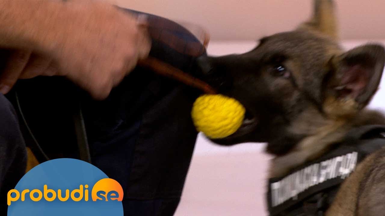 Kako se postaje policijski pas? Deset štenaca čeka tu priliku