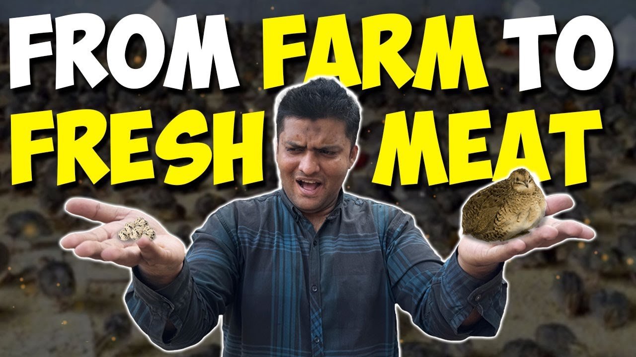 Quail Farming Guide + Fresh Meat in Karachi | Muhammad Faraz