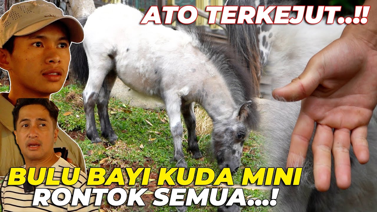 ATO KAGETT..!! TIBA2 BAYI KUDA MINI GW SI FITRI BULUNYA RONTOK...!!