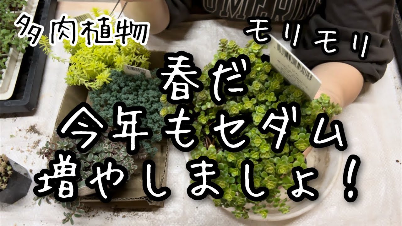 【多肉植物】春だ！今年もセダムを増やす季節が来た！！