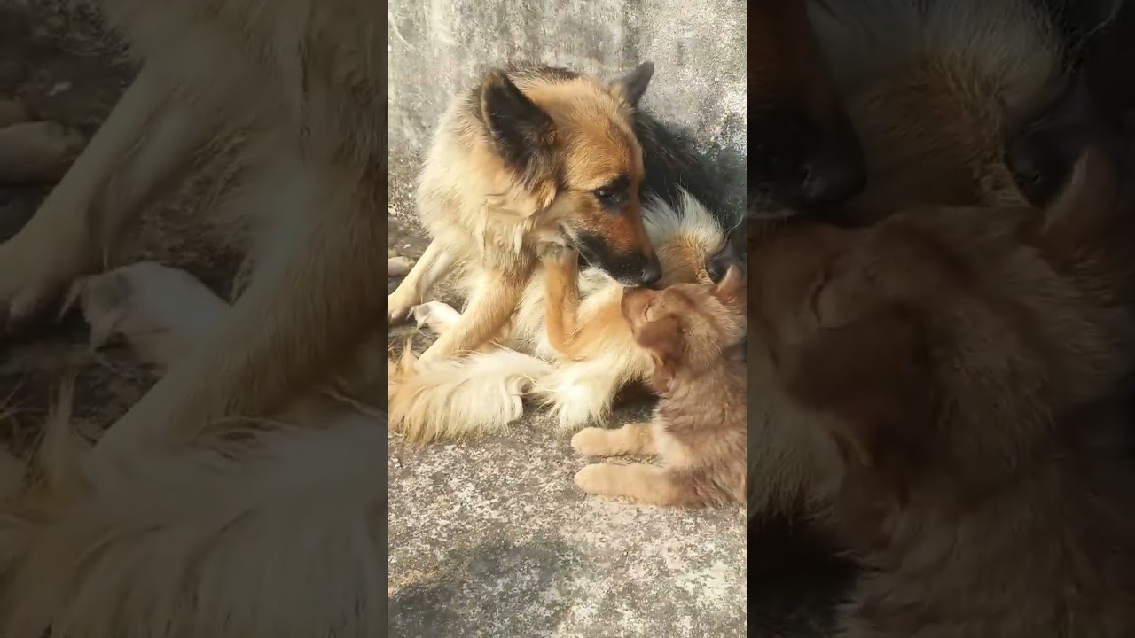 gsd dog long coat puppy day 30 old ka baby 