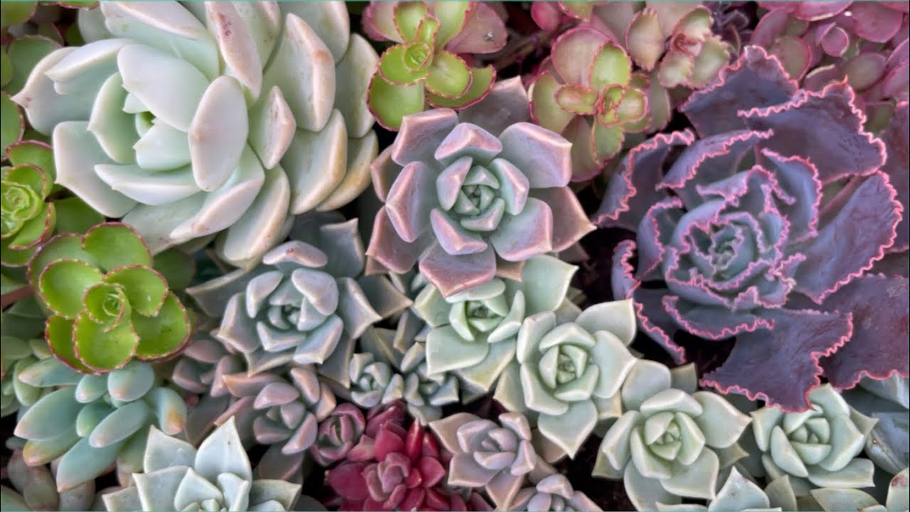 A’dan Z’ye Sukulent bakımı ve çoğaltılması Bölüm-1 #vlog #sukulent #succulents #succulentas