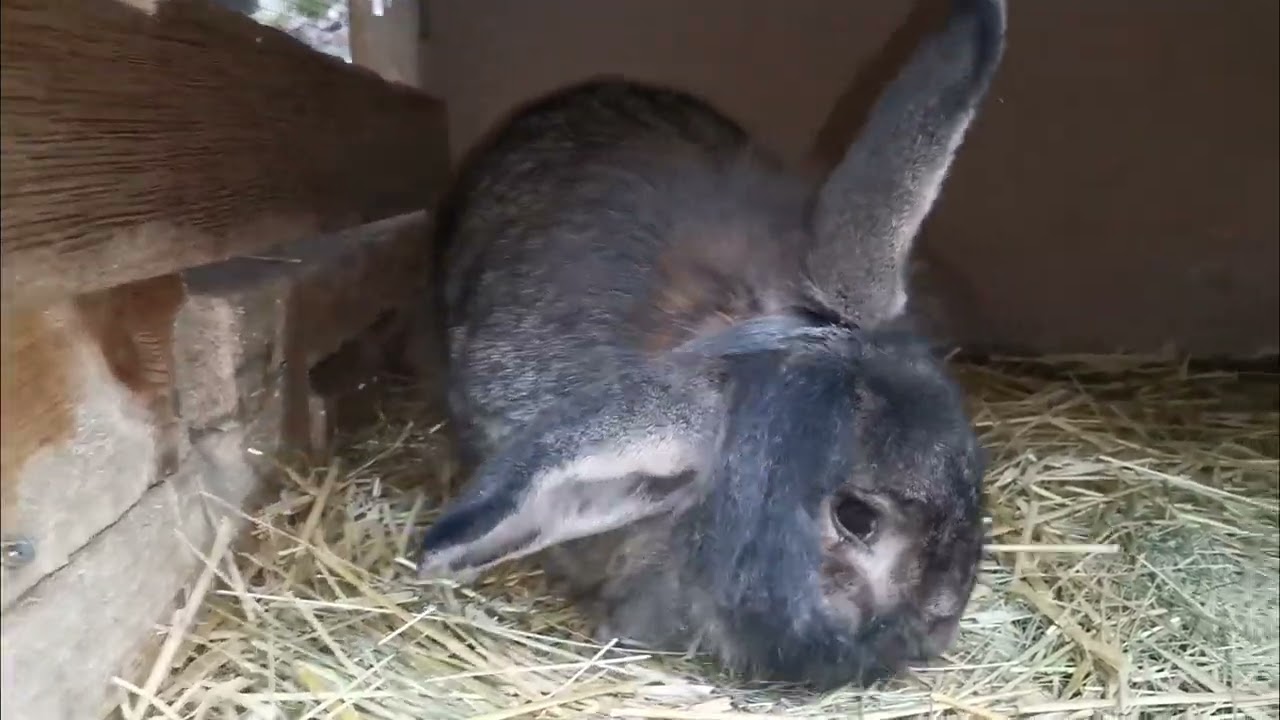  Myšlenka 🤔. jak to asi bude vypadat u králíků 🐰? 