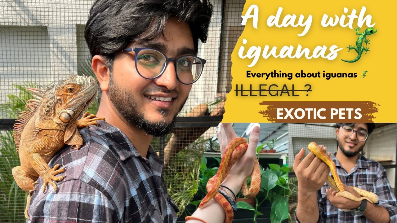 Watch this before you buy an iguana🦎😳Telugu  | Hyderabad exotic pets | green iguana | corn snakes