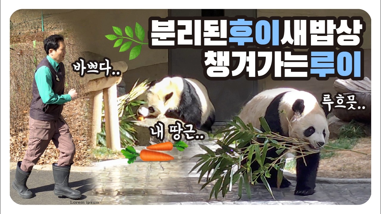 오늘도 달리는 송바오🌿분리된 후이의 새 밥상, 그래도 루이는 다 챙겨가요🤭