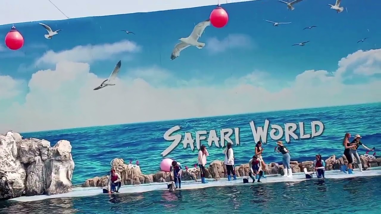 Beautiful Thailand safari world dolphin 🐬🐬 show uncut video 📷📷 @জুনাইরাহজাহান #thailand #travel 