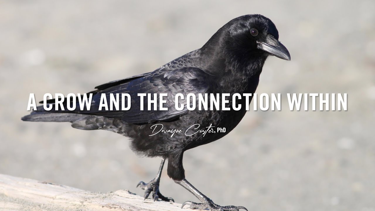 A Crow and the Connection Within