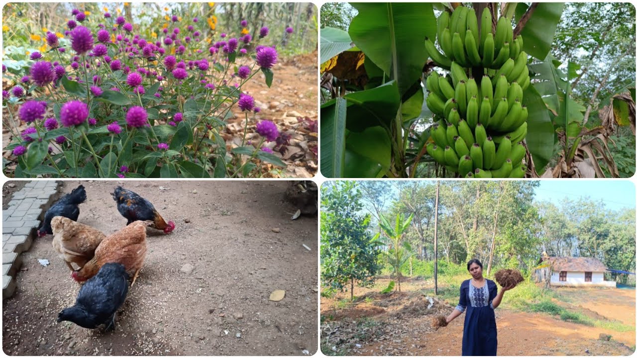 Harvest from the garden/ സ്വന്തം നട്ടു വെച്ച ചേന വിളവെടുത്തു #farming #garden 