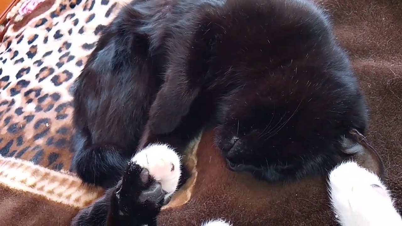 В НАШЕМ ДОМЕ ЖИВУТ ЛЕЖЕБОКИ!!🙀КОТИКИ- БРАТИКИ!!😻😽😸