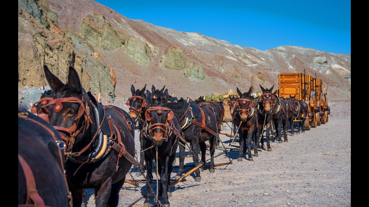 THE MAKING OF 20 MULE TEAM • DEATH VALLEY DAYS TV SERIES