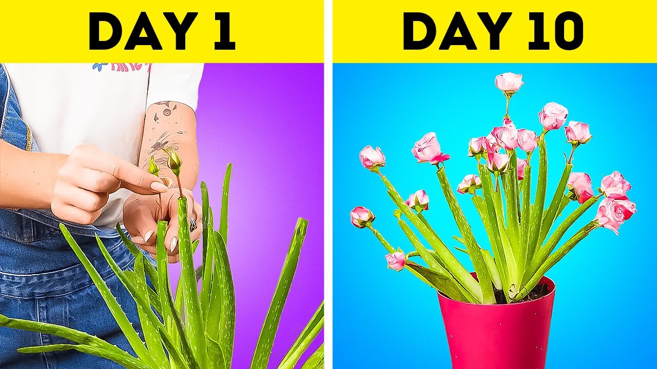 Creative Ways to Grow And Take Care Of Plants
